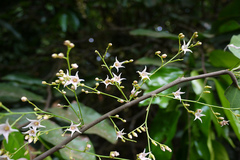 Hopea ponga